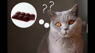 Анимации👻