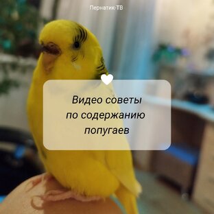 Видео советы, помощь ^-^