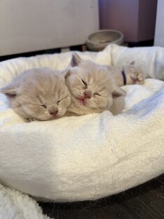 Развитие котенка 
