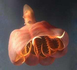 Адский вампир: тайны глубоководного моллюска, который живёт в вечной тьме