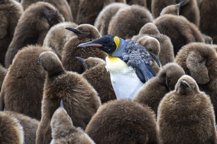 ИНТЕРЕСНЫЕ ФАКТЫ 🐧👀