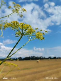 50 оттенков жизни.