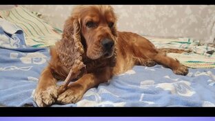 жизнь моего пса