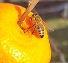 Животные, рыбы и насекомые 