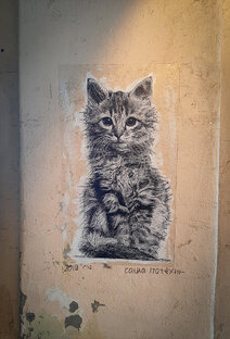 Внимание: котики)