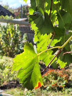 Жизнь на пенсии.Жизнь в Адыгее.