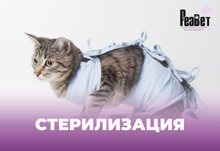Стерилизация и кастрация животных
