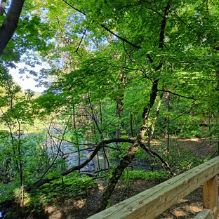 Там где клён шумит...