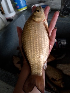 Видео с рыбалки