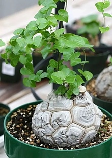 Диоскорея Elеfantipes из семян 