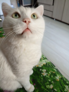 Бакс .