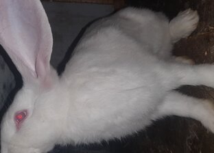 Деревенский сериал 