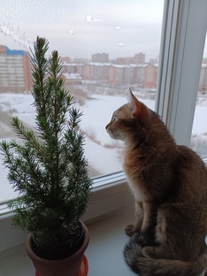 Домашние животные