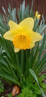 Календарь цветовода. 