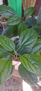 Клеродендрум 