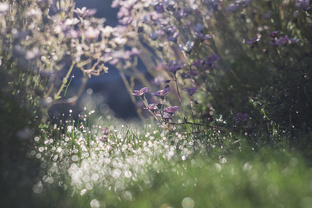 Природа
