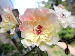 Зонартики и гибриды