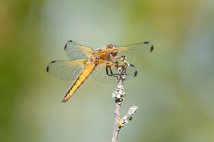 Кстати, о кино