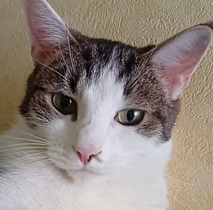 Котики