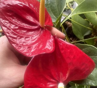 АНТУРИУМЫ-УХОД