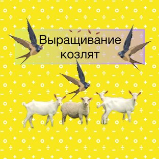 Содержание. Кормление. Уход. Диагностика и профилактика заболеваний.