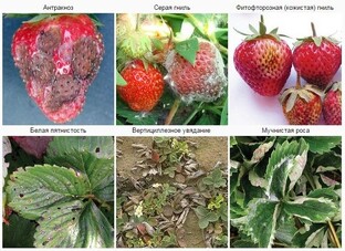 Болезни клубники