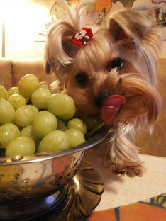 Йорочка Нюша 🐶