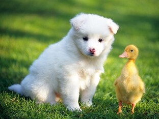 animals 