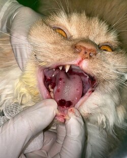 Заболевания