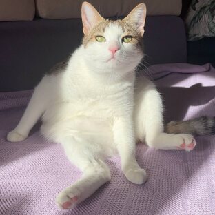 ЖИЗНЬ КОТА #кот Матвей