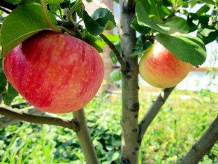 ДОРОГАЯ МОЯ МАМОЧКА. РАССКАЗЫ И ВОСПОМИНАНИЯ