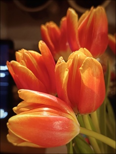 ЧЕЛОВе́КИ-ОБЕРе́КИ