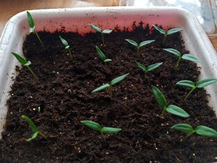 Посевная 2024г