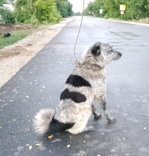 Барбос.