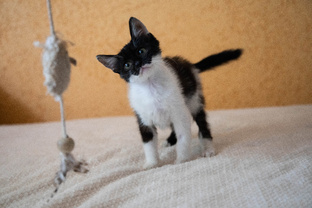 Живой уголок