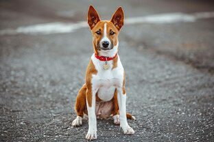 Живём с собакой. И учимся у неё