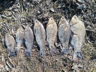 Первые карасики💪