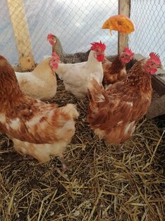 Юмор от моих курочек 🐔