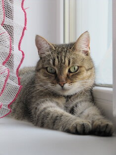 Мои кошки ❤️