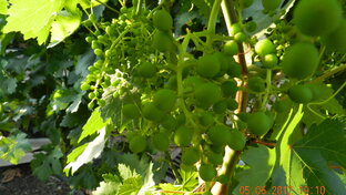 Мысли вслух