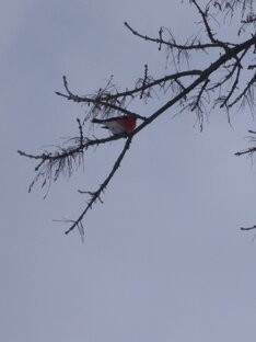 9 января День снегиря:)