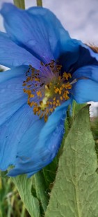 Голубой мак выращивание.