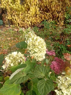 Ведьма на даче 🌻🐾🐿🦔🏡