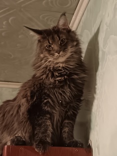 Карта года 2026 по знакам зодиака 