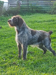 Четвероногий друг