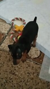 Дик рос очень активным щенком