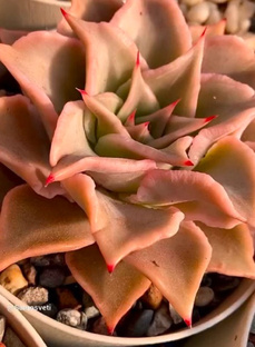 Каменная Роза! 🌹 «Эхеверия»