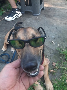 Наш питомец 