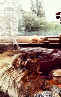 Мини - Истории от Визарда