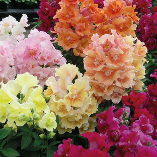 Львиный зев